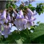 Paulownia Fast-Growing Tree with Lavender Blooms 400 Seeds