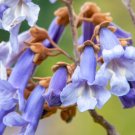 Fast-Growing Paulownia Tree Purple Flowering Variety 400 Seeds