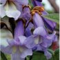 Fast-Growing Paulownia Tree Purple Flowering Variety 400 Seeds