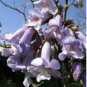 Fast-Growing Paulownia Tree Purple Flowering Variety 400 Seeds