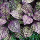 Vibrant Purple Coleus with Striking Black Veins 200 Seeds
