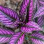 Vibrant Purple Coleus with Striking Black Veins 200 Seeds