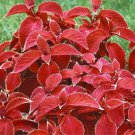Red Pearl Series Coleus 200 Seeds