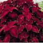 Red Pearl Series Coleus 200 Seeds