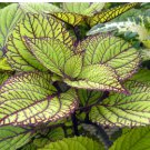 Heishe Series Coleus Black Leaves with Green Serrated Edges 200 Seeds