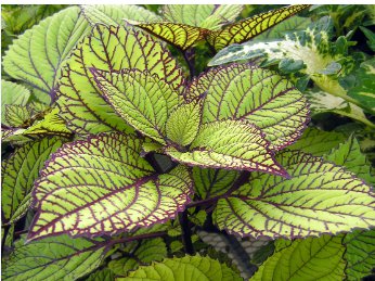 Heishe Series Coleus Black Leaves with Green Serrated Edges 200 Seeds