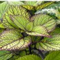 Heishe Series Coleus Black Leaves with Green Serrated Edges 200 Seeds