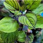 Heishe Series Coleus Black Leaves with Green Serrated Edges 200 Seeds