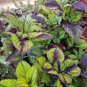Heishe Series Coleus Black Leaves with Green Serrated Edges 200 Seeds