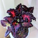 Daji Series Coleus Striking Black Leaves with Red and Magenta Veins 200 Seeds