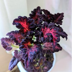 Daji Series Coleus Striking Black Leaves with Red and Magenta Veins 200 Seeds