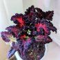 Daji Series Coleus Striking Black Leaves with Red and Magenta Veins 200 Seeds