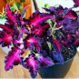 Daji Series Coleus Striking Black Leaves with Red and Magenta Veins 200 Seeds