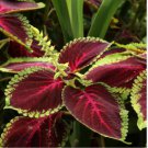 Vibrant 'Xinghai' Rainbow Coleus 200 Seeds
