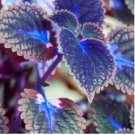 Haiyang' Series Blue Coleus 200 Seeds