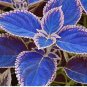 Haiyang' Series Blue Coleus 200 Seeds