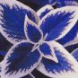 Haiyang' Series Blue Coleus 200 Seeds