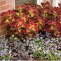 Vibrant 'Wuli' Series Coleus Red, Pale Pink, and Gold Leaves 200 Seeds