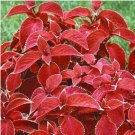 Jin Fenghuang Series Coleus 200 Seeds