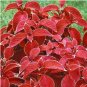 Jin Fenghuang Series Coleus 200 Seeds