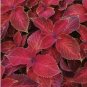 Jin Fenghuang Series Coleus 200 Seeds