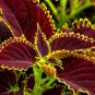 Penghuo Series Coleus 200 Seeds