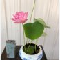 Rare 'Bee' Series Double-Petaled Pink Lotus 20 Seeds