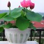 Rare 'Bee' Series Double-Petaled Pink Lotus 20 Seeds