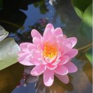 Exotic 'Triplets' Series Large Pink Lotus 40 Seeds