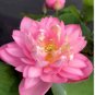 Exotic 'Triplets' Series Large Pink Lotus 40 Seeds