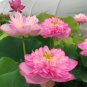 Exotic 'Triplets' Series Large Pink Lotus 40 Seeds