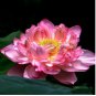 Exquisite 'Piaopiao' Series Double-Petal Pink Lotus 40 Seeds