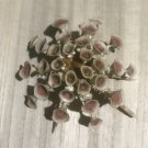 sea orchin 75 mm...natural sea urchin