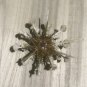 sea orchin 75 mm...natural sea urchin