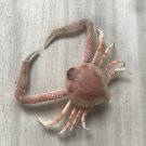 Marine life taxidermy crab 82x82 mm