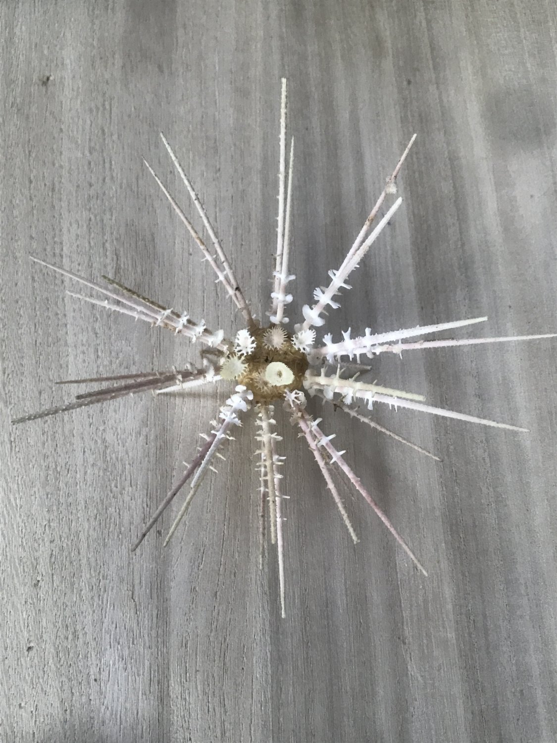 Deep sea urchin 120 mm..natural sea urchin