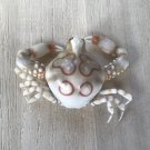 Marine life taxidermy 42 mm..crustaceans crab