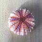 Sea urchin..deep sea urchin..natural 45 mm