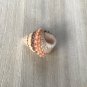 Seashells top shaped sea snail 28 mm..1 shell