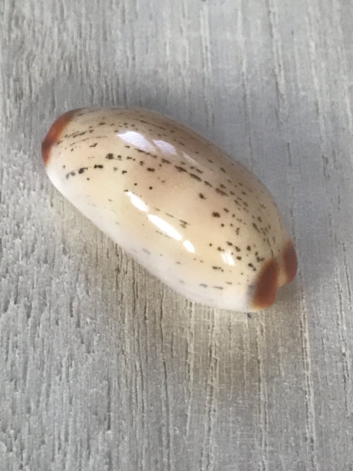 Seashells cypraea Isabella 31 mm