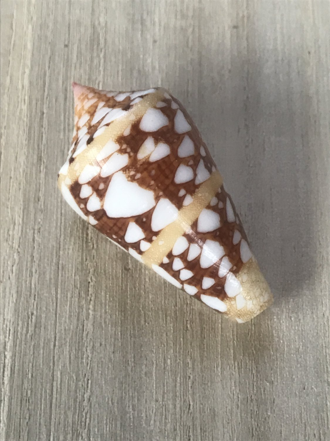 Seashells conus amiralis 41 mm