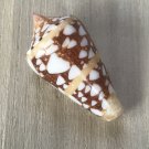 Seashells conus amiralis 41 mm