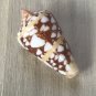 Seashells conus amiralis 41 mm