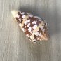 Seashells conus amiralis 41 mm