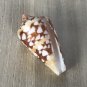 Seashells conus amiralis 41 mm