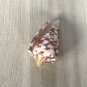 Seashells conus amiralis 41 mm