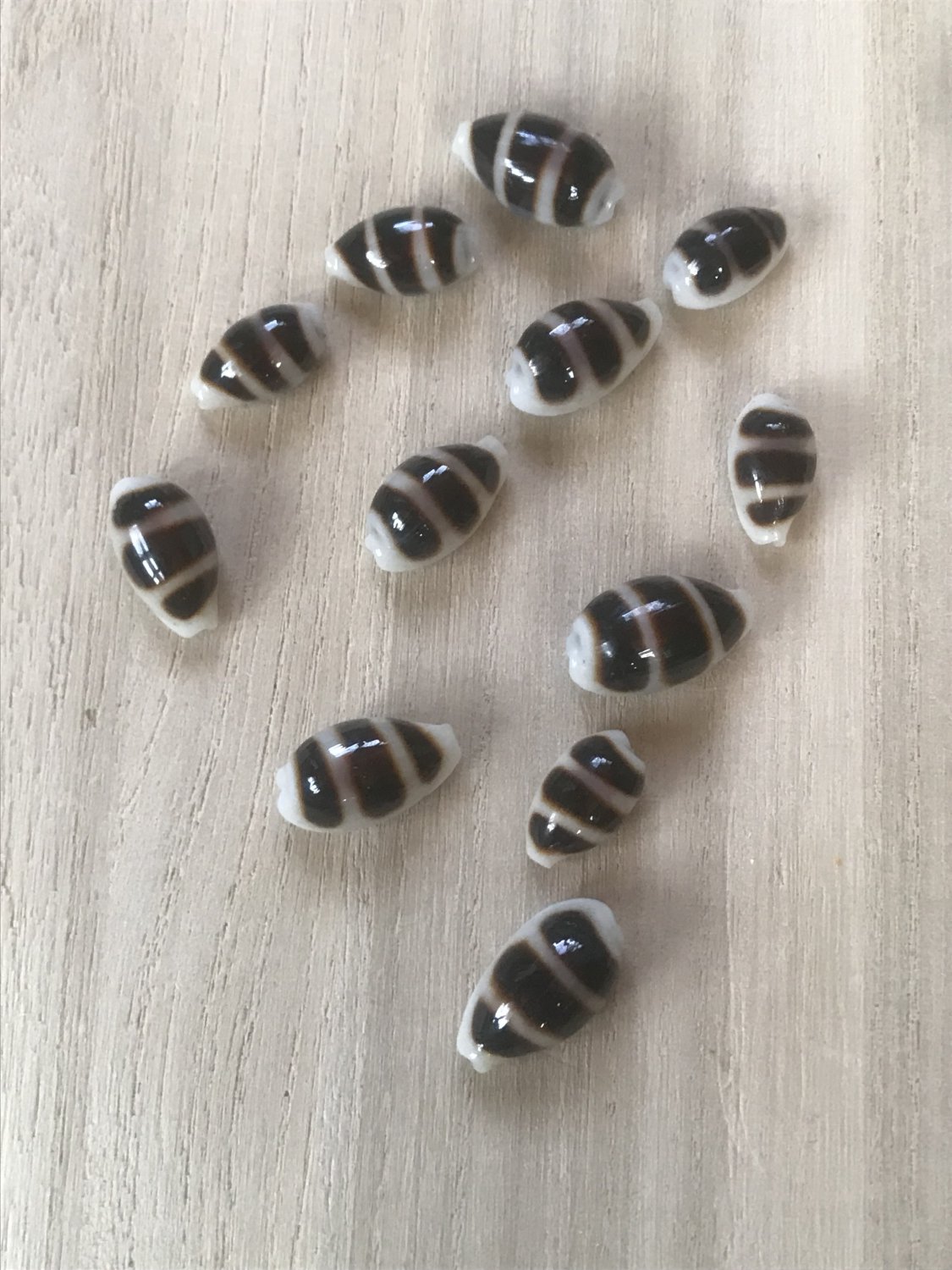 seashells asellus 12 pcs...16-21 mm
