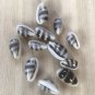 seashells asellus 12 pcs...16-21 mm