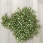 seashells smaragdia radgiana 500 pcs...rare shells