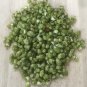seashells smaragdia radgiana 500 pcs...rare shells